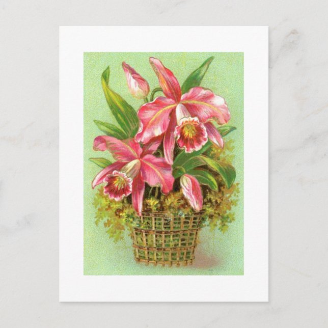 Basket of Pink Orchids Vintage Image Postcard (Front)