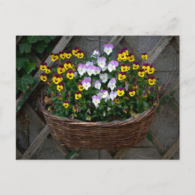 Basket With Violas Postcard (Front)
