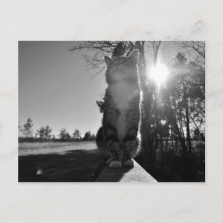Basking Cat Postcard