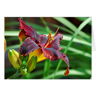 Basking Day Lily