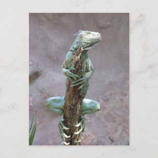 Basking Iguana Postcard
