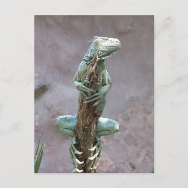 Basking Iguana Postcard (Front)