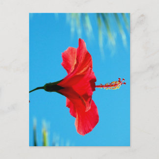 BASKING IN THE EVENING SUN POSTCARD