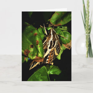"Basking Moth" Get Well Card