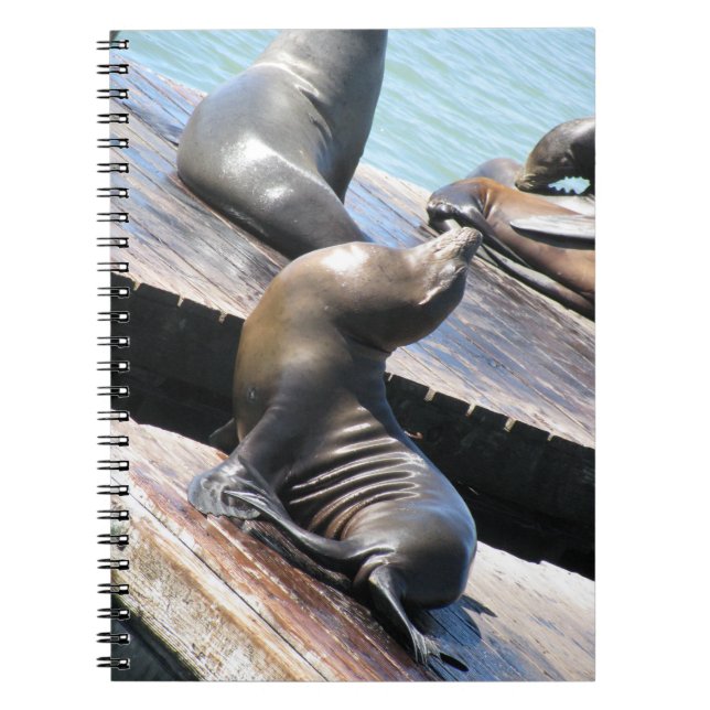 Basking Sea Lion Notebook (Front)
