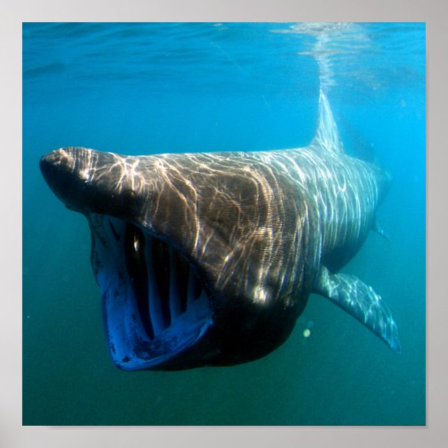 Basking shark (Cetorhinus maximus) Poster (Front)