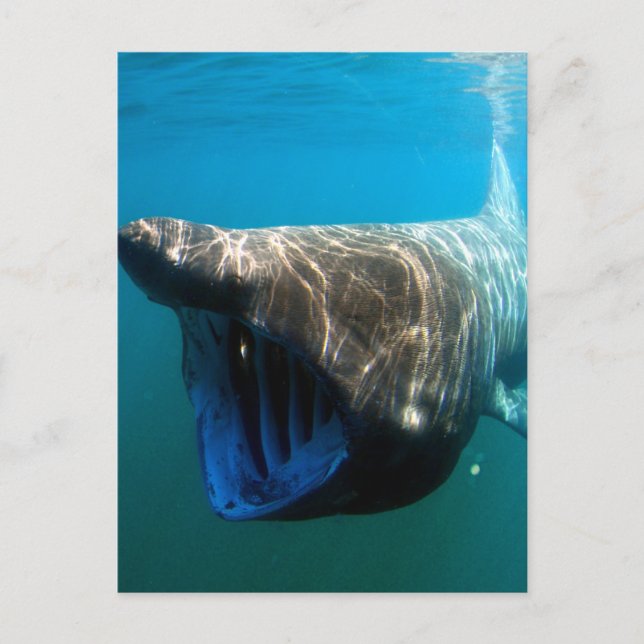 Basking shark postcard (Front)