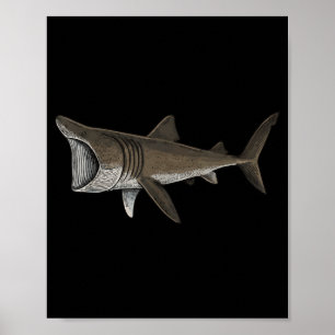 Basking Shark Poster