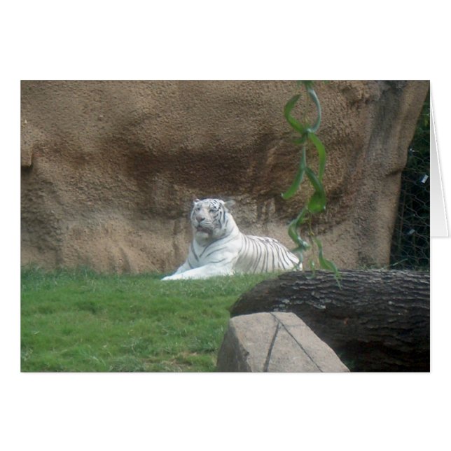 Basking White Tiger (Front Horizontal)