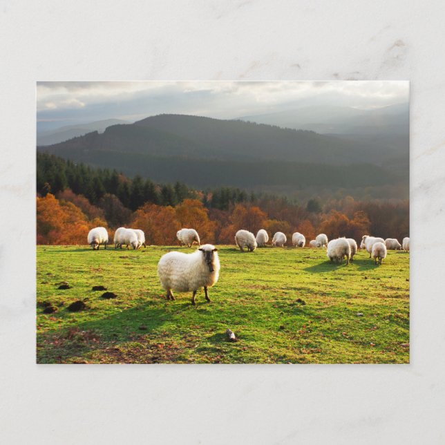 basque country latxa sheep postcard (Front)