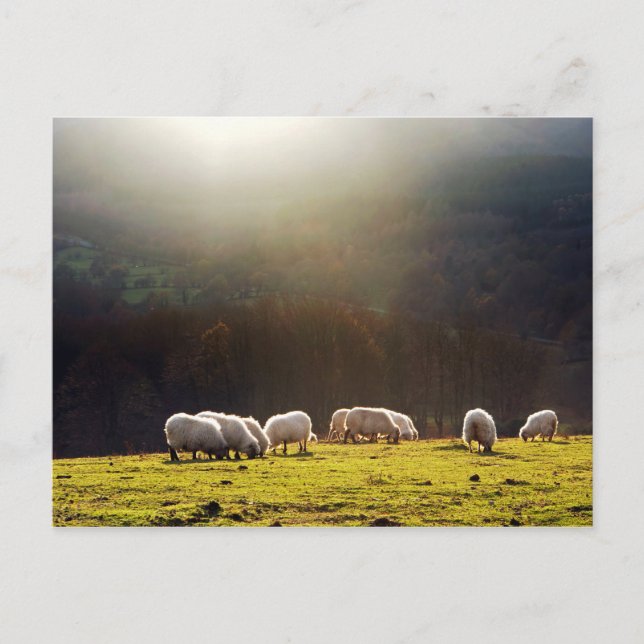 basque sheep postcard (Front)
