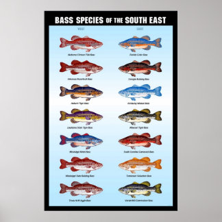 Bass Species of the South East Poster