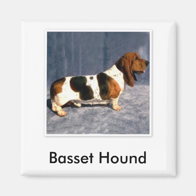 basset_hound 2, Basset Hound Magnet (Front)