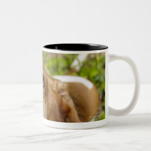 Basset Hound 2 Two-Tone Coffee Mug