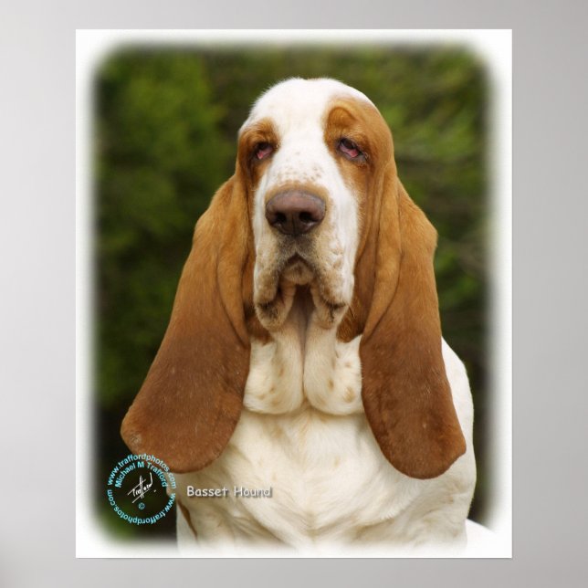 Basset Hound 9L9D-22_2 Poster (Front)