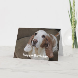 Basset Hound Birthday Card