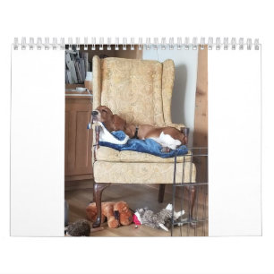 Basset hound calendar 24 months