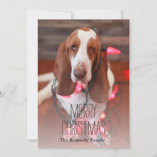 basset hound, christmas, christmas lights holiday card