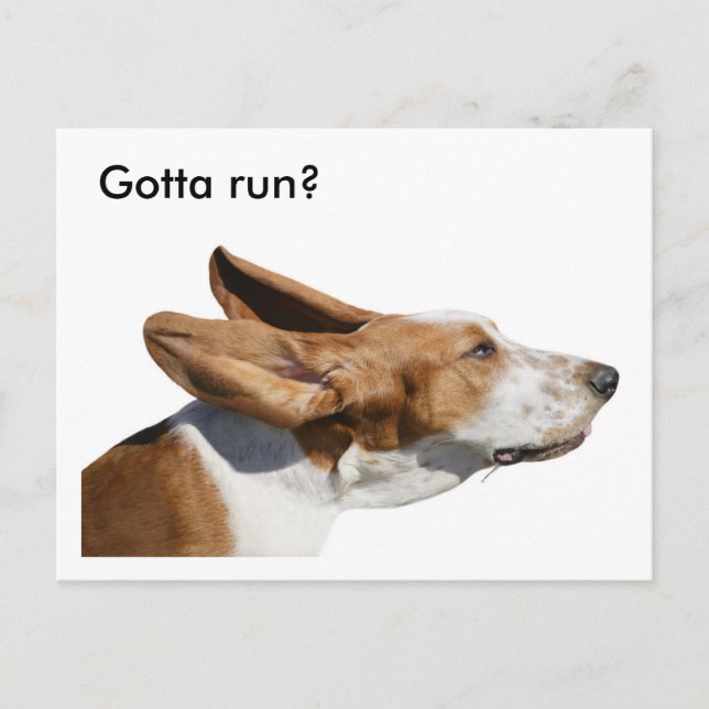 Basset Hound Ears Flapping In Wind Pet Sitter  Postcard (Front)