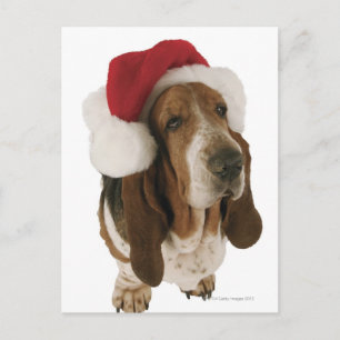 Basset hound in Santa hat Holiday Postcard