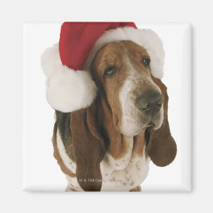 Basset hound in Santa hat Magnet