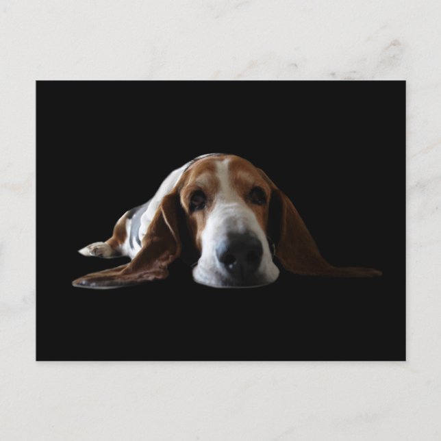 Basset Hound lying down Postcard (Front)