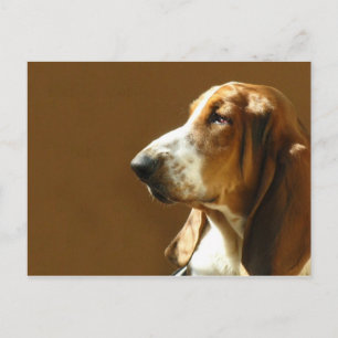 Basset Hound Photo Postcard