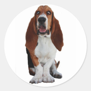 Basset Hound Picture Stickers