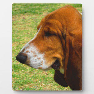 basset-hound.png plaque