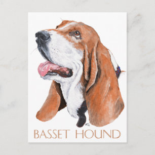 Basset Hound Postcard