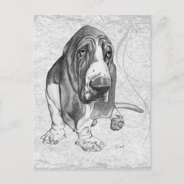 Basset Hound Postcard (Front)