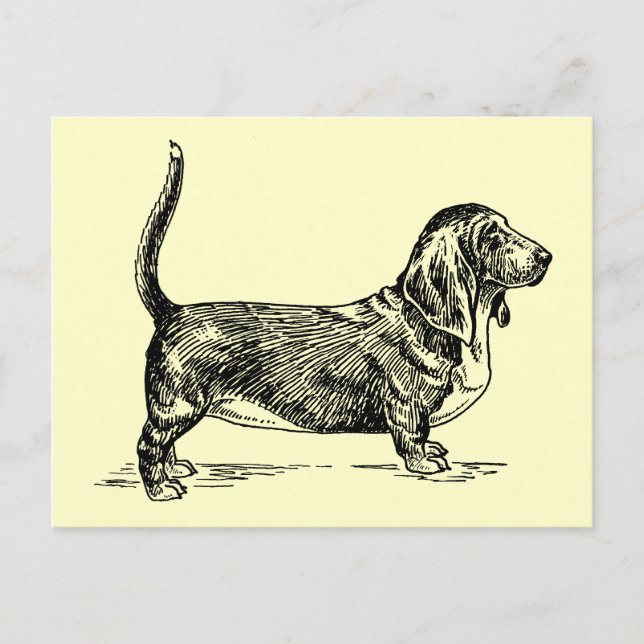 Basset_Hound Postcard (Front)