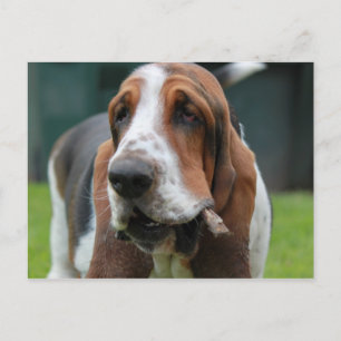 Basset Hound Postcard