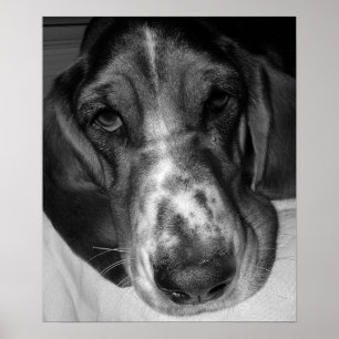 Basset Hound Poster