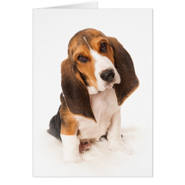 Basset hound puppy (Front)