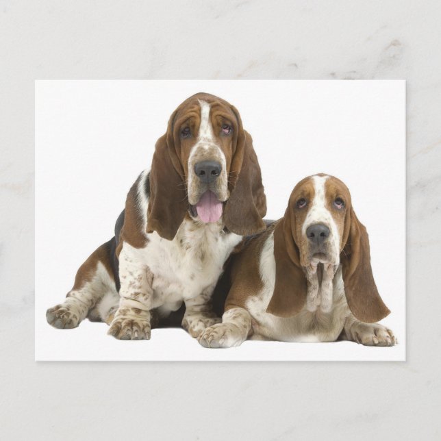 Basset Hound Puppy Dog Love, Hello Thinking of You Postcard (Front)