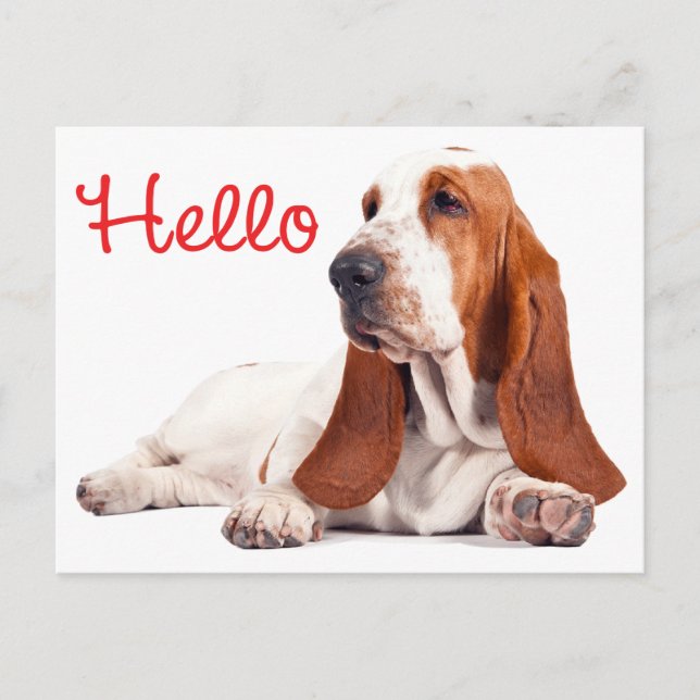 Basset Hound Puppy Dog Red Hello Thinking of You Postcard (Front)