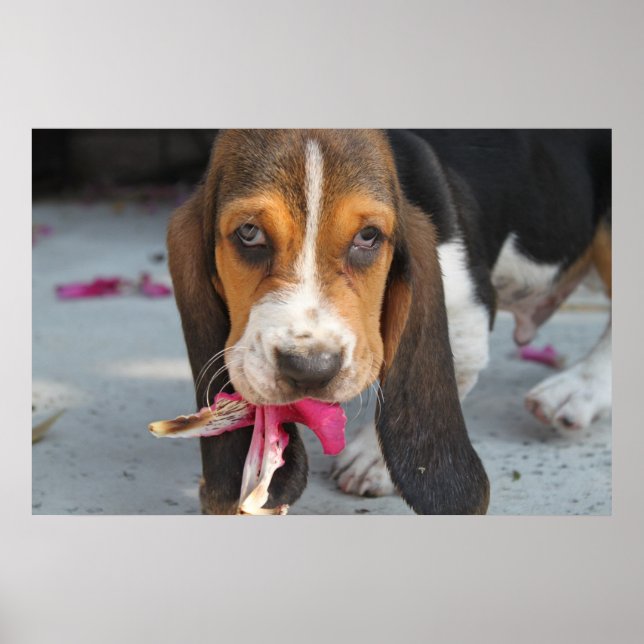 Basset Hound Puppy Poster (Front)