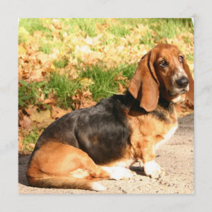 Basset Hound Sitting Invitations