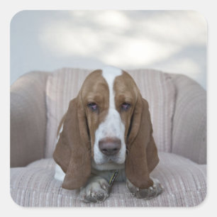Basset Hound Square Sticker