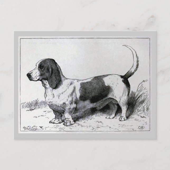 "Basset Hound" Vintage Dog Illustration Postcard (Front)