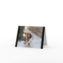 Basset Hound with Sunglasses