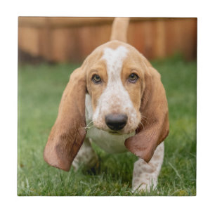 Basset Houng Puppy Walking Ceramic Tile