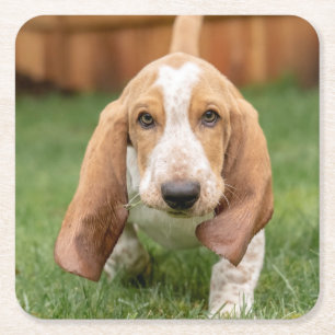 Basset Houng Puppy Walking Square Paper Coaster