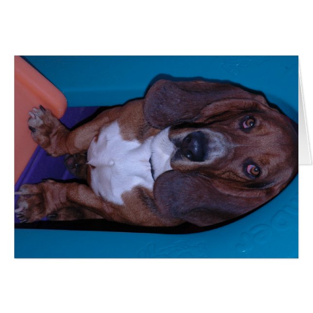 Bassett Hound (Front Horizontal)