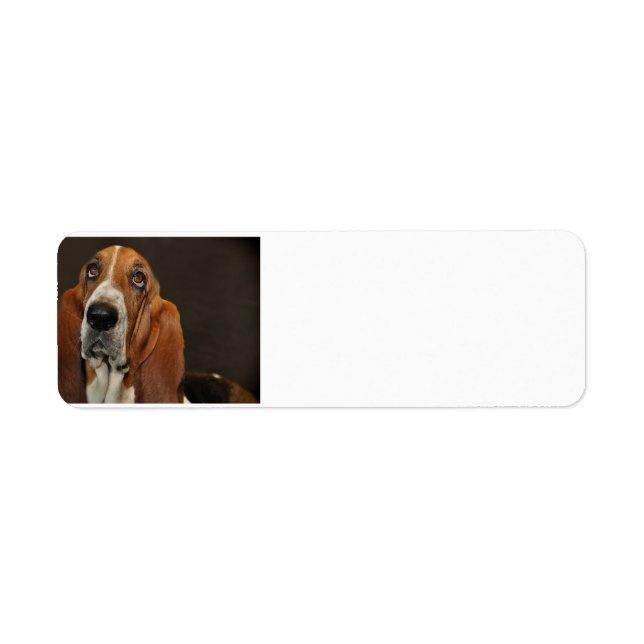 bassett hound 2 return address label (Front)