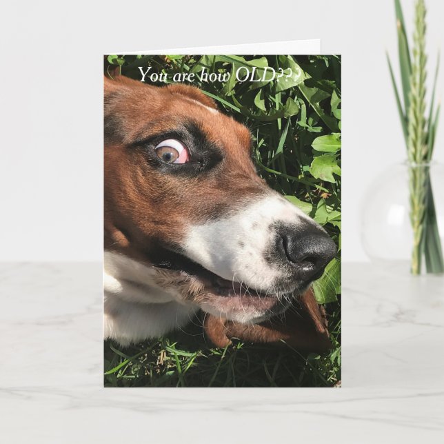 Bassett Hound Birthday Card Funny (Front)