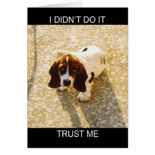 Bassett Hound Cards