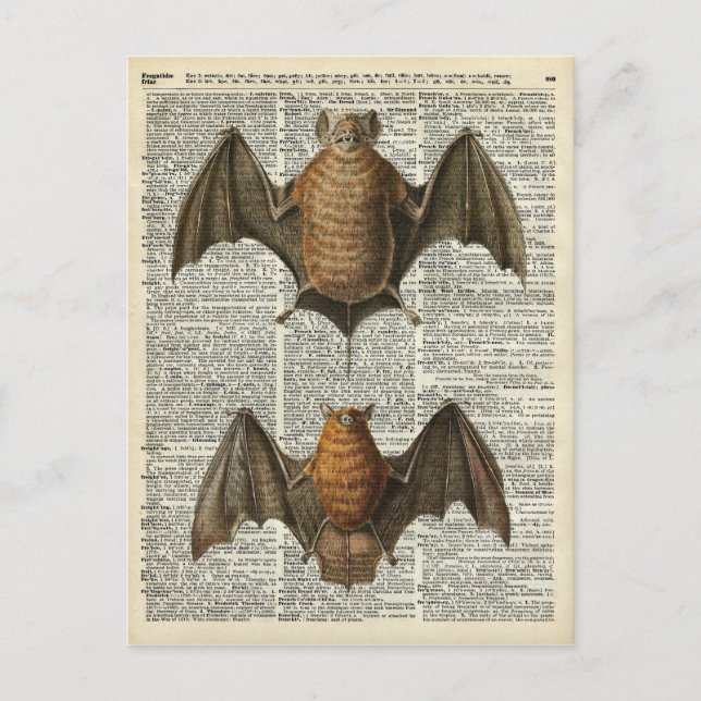 Bat Anatomy Postcard (Front)
