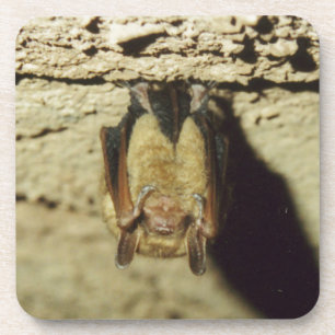 Bat Coaster